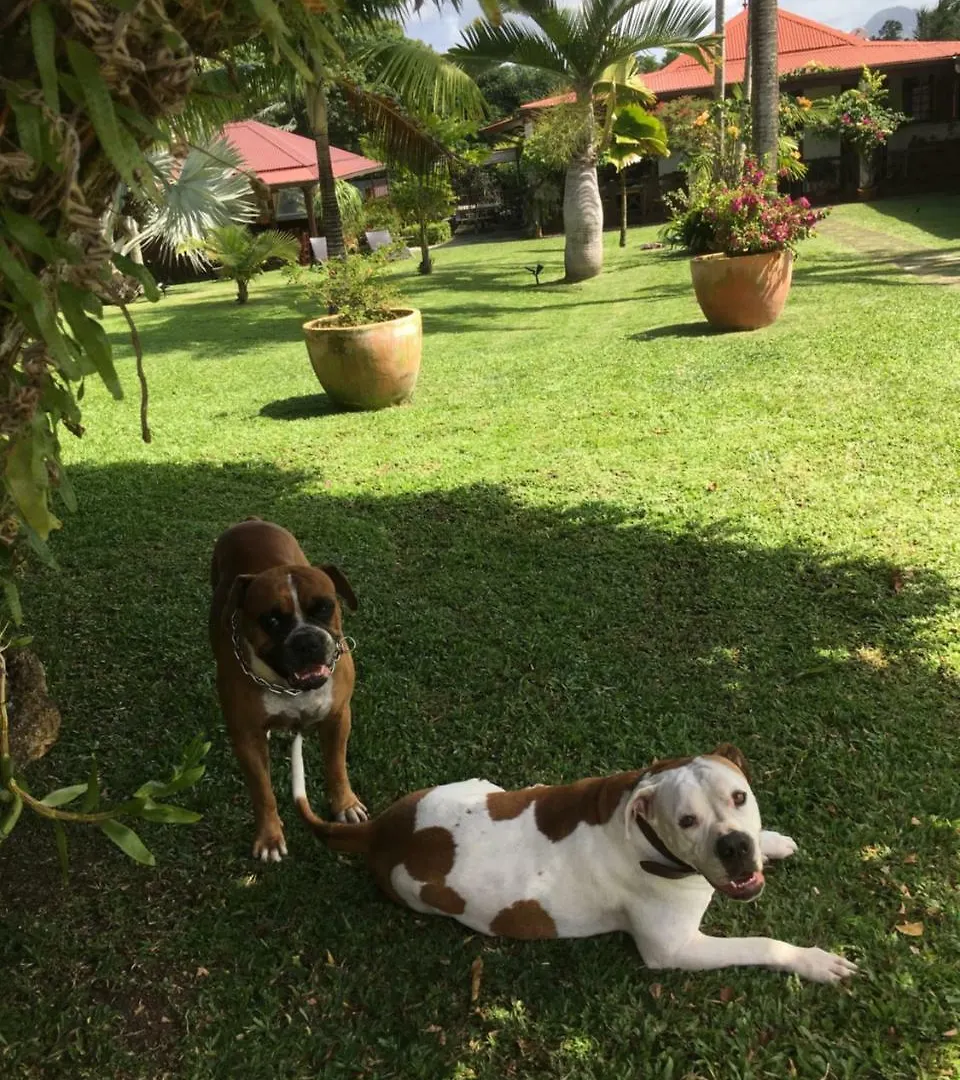 بيت ضيافة Le Bungalow Des Bougainvilliers Ducos